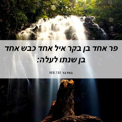 Picture 06 - במדבר 7:81 HEB - פר אחד בן בקר איל אחד כבש - Bible Verse Picture