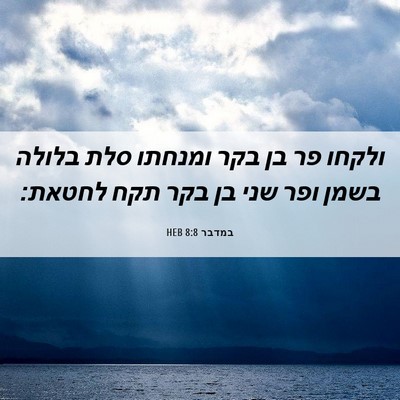Picture 06 - במדבר 8:8 HEB - ולקחו פר בן בקר ומנחתו סלת - Bible Verse Picture