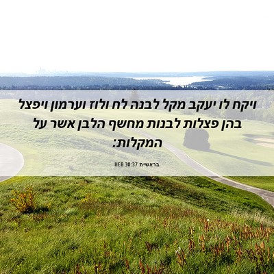 Picture 06 - בראשית 30:37 HEB - ויקח לו יעקב מקל לבנה לח - Bible Verse Picture
