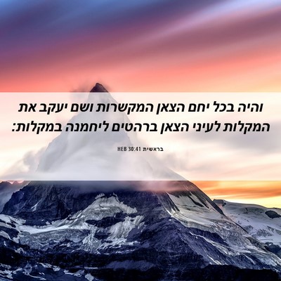 Picture 06 - בראשית 30:41 HEB - והיה בכל יחם הצאן המקשרות - Bible Verse Picture