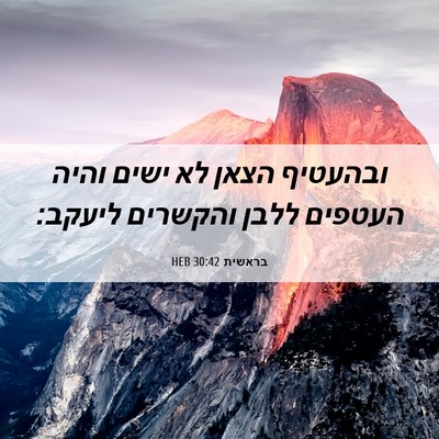 Picture 06 - בראשית 30:42 HEB - ובהעטיף הצאן לא ישים והיה - Bible Verse Picture