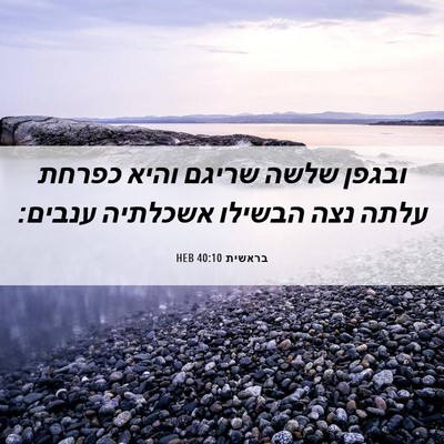 Picture 06 - בראשית 40:10 HEB - ובגפן שלשה שריגם והיא - Bible Verse Picture