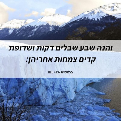 Picture 06 - בראשית 41:6 HEB - והנה שבע שבלים דקות ושדופת - Bible Verse Picture