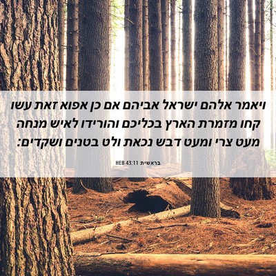 Picture 06 - בראשית 43:11 HEB - ויאמר אלהם ישראל אביהם אם - Bible Verse Picture