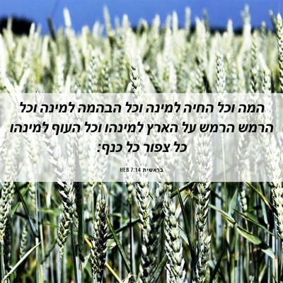 Picture 06 - בראשית 7:14 HEB - המה וכל החיה למינה וכל - Bible Verse Picture