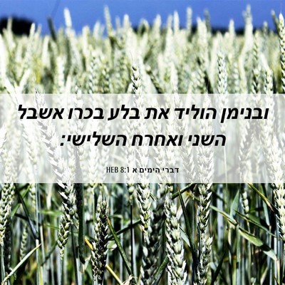 Picture 06 - דברי הימים א 8:1 HEB - ובנימן הוליד את בלע בכרו - Bible Verse Picture
