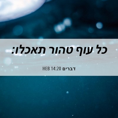 Picture 06 - דברים 14:20 HEB - כל עוף טהור - Bible Verse Picture