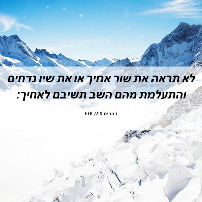 Picture 06 - דברים 22:1 HEB - לא תראה את שור אחיך או את - Bible Verse Picture