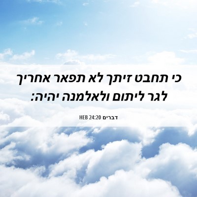 Picture 06 - דברים 24:20 HEB - כי תחבט זיתך לא תפאר אחריך - Bible Verse Picture