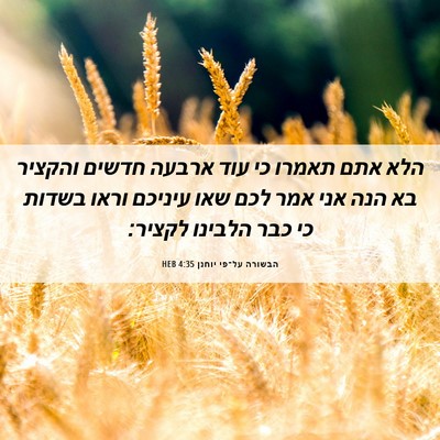 Picture 06 - הבשורה על־פי יוחנן 4:35 HEB - הלא אתם תאמרו כי עוד ארבעה - Bible Verse Picture