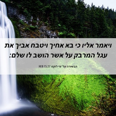 Picture 06 - הבשורה על־פי לוקס 15:27 HEB - ויאמר אליו כי בא אחיך ויטבח - Bible Verse Picture