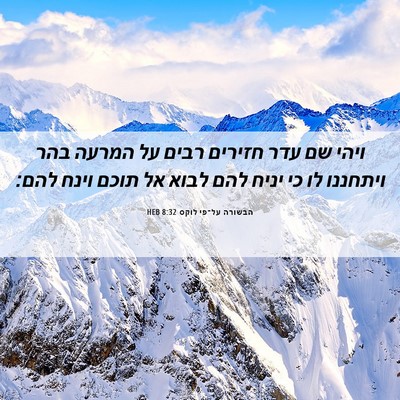 Picture 06 - הבשורה על־פי לוקס 8:32 HEB - ויהי שם עדר חזירים רבים על - Bible Verse Picture