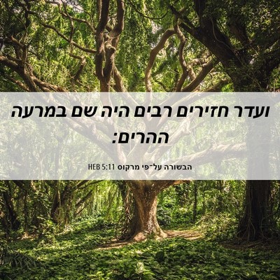 Picture 06 - הבשורה על־פי מרקוס 5:11 HEB - ועדר חזירים רבים היה שם - Bible Verse Picture