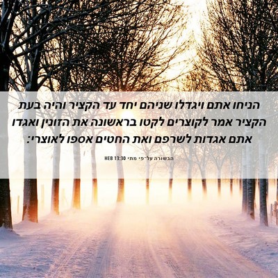 Picture 06 - הבשורה על־פי מתי 13:30 HEB - הניחו אתם ויגדלו שניהם יחד - Bible Verse Picture