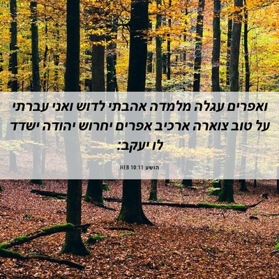 Picture 06 - הושע 10:11 HEB - ואפרים עגלה מלמדה אהבתי - Bible Verse Picture