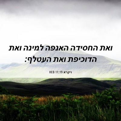 Picture 06 - ויקרא 11:19 HEB - ואת החסידה האנפה למינה ואת - Bible Verse Picture