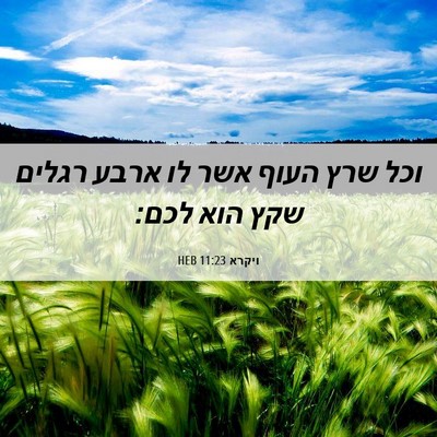 Picture 06 - ויקרא 11:23 HEB - וכל שרץ העוף אשר לו ארבע - Bible Verse Picture