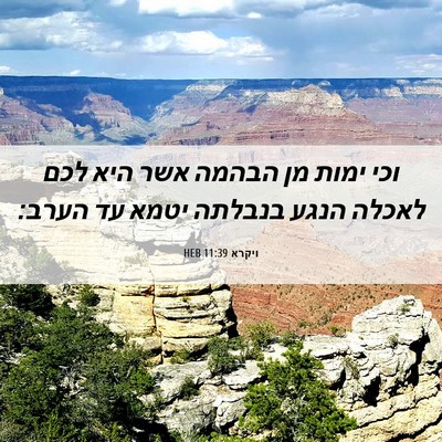 Picture 06 - ויקרא 11:39 HEB - וכי ימות מן הבהמה אשר היא - Bible Verse Picture