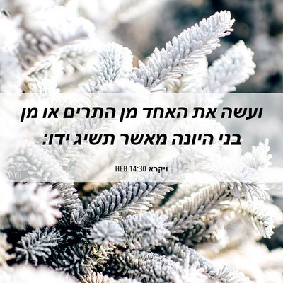 Picture 06 - ויקרא 14:30 HEB - ועשה את האחד מן התרים או מן - Bible Verse Picture