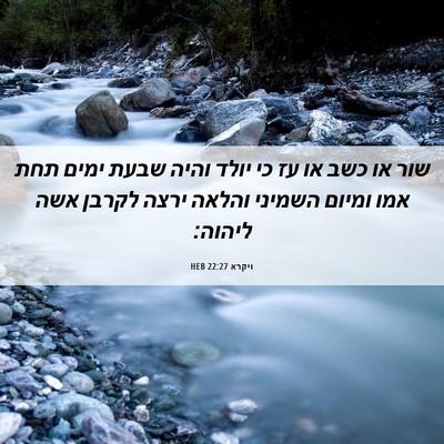 Picture 06 - ויקרא 22:27 HEB - שור או כשב או עז כי יולד - Bible Verse Picture