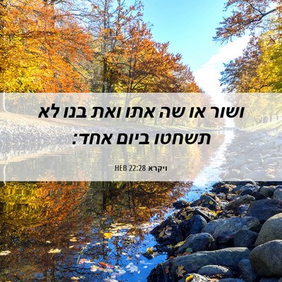 Picture 06 - ויקרא 22:28 HEB - ושור או שה אתו ואת בנו לא - Bible Verse Picture