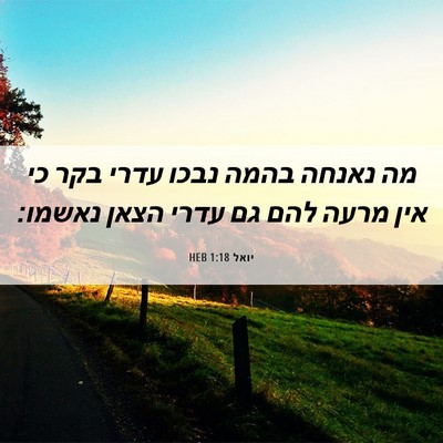 Picture 06 - יואל 1:18 HEB - מה נאנחה בהמה נבכו עדרי בקר - Bible Verse Picture