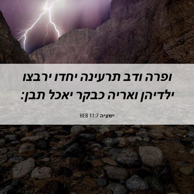 Picture 06 - ישעיה 11:7 HEB - ופרה ודב תרעינה יחדו ירבצו - Bible Verse Picture
