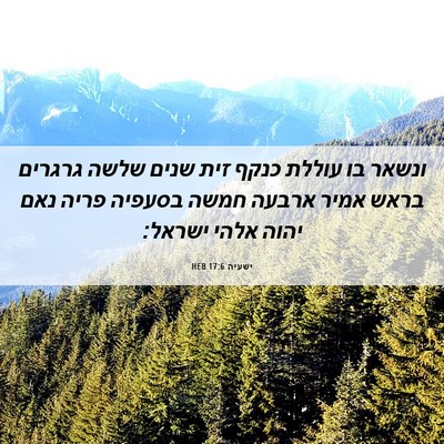 Picture 06 - ישעיה 17:6 HEB - ונשאר בו עוללת כנקף זית - Bible Verse Picture