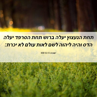 Picture 06 - ישעיה 55:13 HEB - תחת הנעצוץ יעלה ברוש תחת - Bible Verse Picture