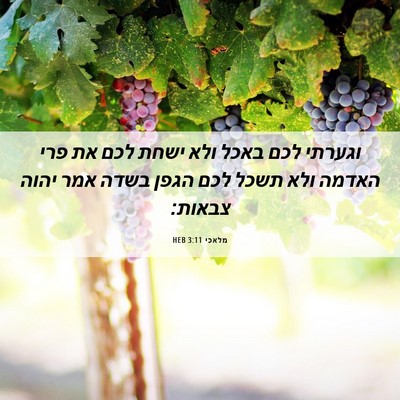Picture 06 - מלאכי 3:11 HEB - וגערתי לכם באכל ולא ישחת - Bible Verse Picture