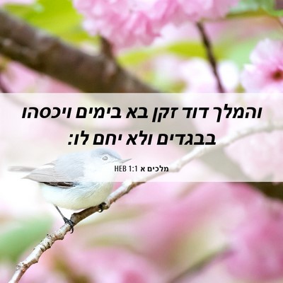 Picture 06 - מלכים א 1:1 HEB - והמלך דוד זקן בא בימים - Bible Verse Picture