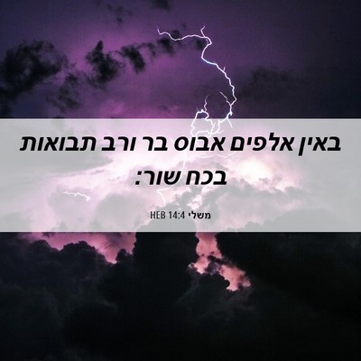 Picture 06 - משלי 14:4 HEB - באין אלפים אבוס בר ורב - Bible Verse Picture