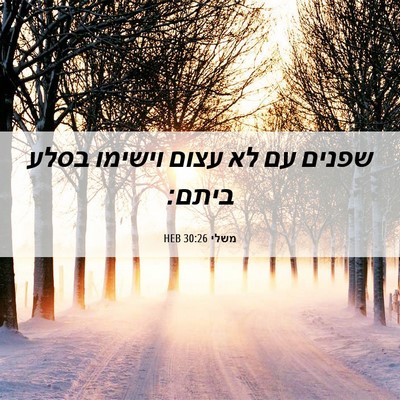 Picture 06 - משלי 30:26 HEB - שפנים עם לא עצום וישימו - Bible Verse Picture