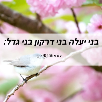 Picture 06 - עזרא 2:56 HEB - בני יעלה בני דרקון בני - Bible Verse Picture