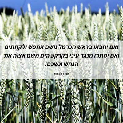 Picture 06 - עמוס 9:3 HEB - ואם יחבאו בראש הכרמל משם - Bible Verse Picture
