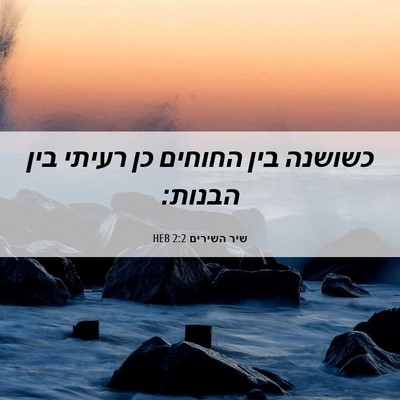Picture 06 - שיר השירים 2:2 HEB - כשושנה בין החוחים כן רעיתי - Bible Verse Picture