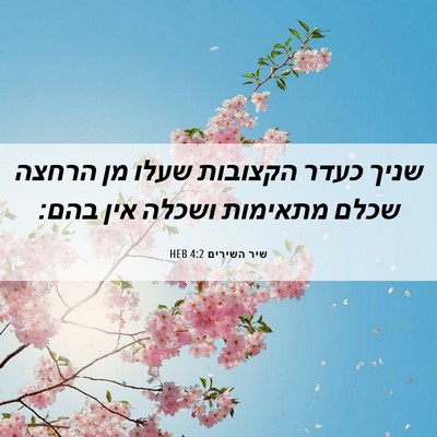 Picture 06 - שיר השירים 4:2 HEB - שניך כעדר הקצובות שעלו מן - Bible Verse Picture