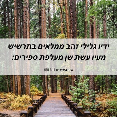 Picture 06 - שיר השירים 5:14 HEB - ידיו גלילי זהב ממלאים - Bible Verse Picture