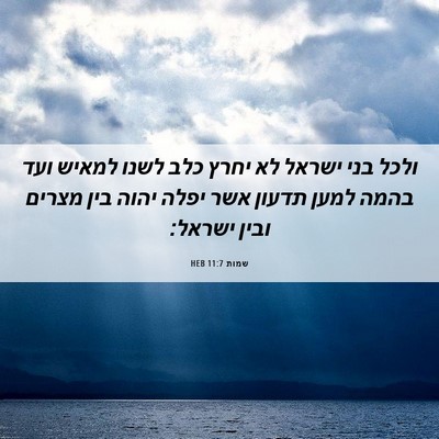Picture 06 - שמות 11:7 HEB - ולכל בני ישראל לא יחרץ כלב - Bible Verse Picture