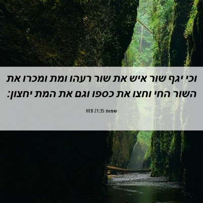 Picture 06 - שמות 21:35 HEB - וכי יגף שור איש את שור רעהו - Bible Verse Picture