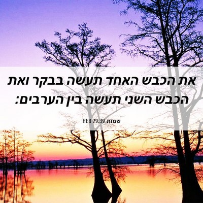 Picture 06 - שמות 29:39 HEB - את הכבש האחד תעשה בבקר ואת - Bible Verse Picture