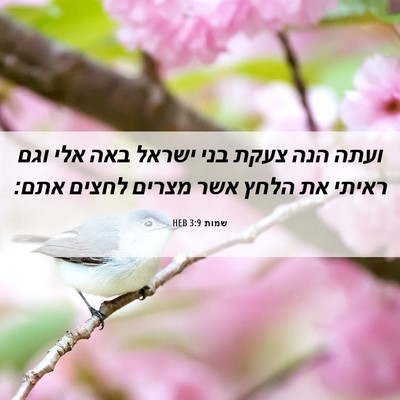 Picture 06 - שמות 3:9 HEB - ועתה הנה צעקת בני ישראל באה - Bible Verse Picture