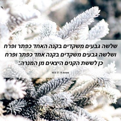 Picture 06 - שמות 37:19 HEB - שלשה גבעים משקדים בקנה - Bible Verse Picture
