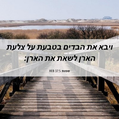 Picture 06 - שמות 37:5 HEB - ויבא את הבדים בטבעת על צלעת - Bible Verse Picture
