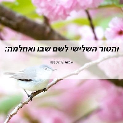 Picture 06 - שמות 39:12 HEB - והטור השלישי לשם שבו - Bible Verse Picture