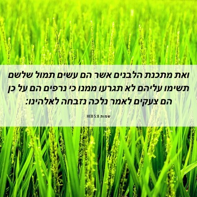 Picture 06 - שמות 5:8 HEB - ואת מתכנת הלבנים אשר הם - Bible Verse Picture