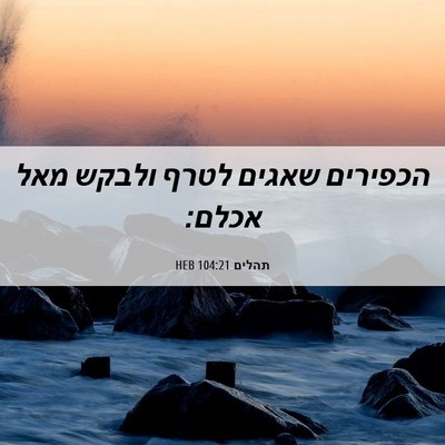 Picture 06 - תהלים 104:21 HEB - הכפירים שאגים לטרף ולבקש - Bible Verse Picture