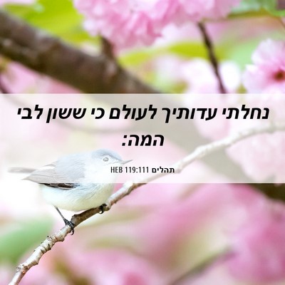 Picture 06 - תהלים 119:111 HEB - נחלתי עדותיך לעולם כי ששון - Bible Verse Picture