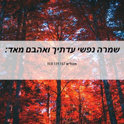 Picture 06 - תהלים 119:167 HEB - שמרה נפשי עדתיך ואהבם - Bible Verse Picture