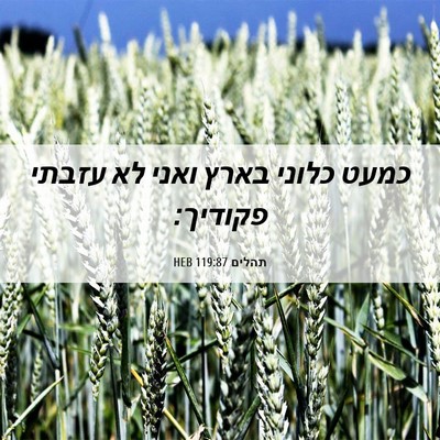 Picture 06 - תהלים 119:87 HEB - כמעט כלוני בארץ ואני לא - Bible Verse Picture